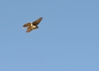 pipits