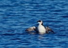 plongeons, pingouins, labbes