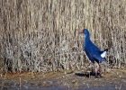 taleves, foulques, galinules
