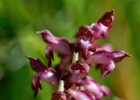 Anacamptis coriophora ssp. coriophora