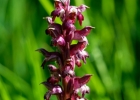 Anacamptis coriophora ssp. martrinii