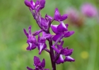 Anacamptis laxiflora