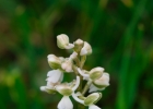 hybrides et lusus