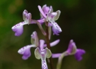 Anacamptis morio