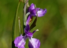 hybrides et lusus