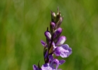 Anacamptis palustris