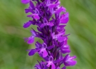 hybrides et lusus