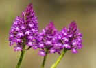 Anacamptis pyramidalis
