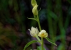 Cephalanthera damasonium