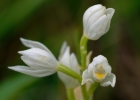 Cephalanthera longifolia