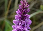 hybrides et lusus