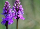 Dactylorhiza Fuchsii