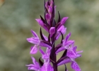 Dactylorhiza elata