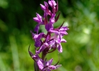 Dactylorhiza incarnata