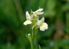 Dactylorhiza insularis