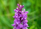 hybrides et lusus