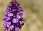 Dactylorhiza