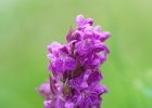 Dactylorhiza majalis