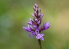 Dactylorhiza occitanica