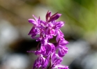 Dactylorhiza savogiensis