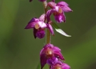 Epipactis