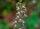 Epipactis helleborine