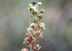 Epipactis kleinii