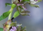 Epipactis leptochila