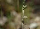 Epipactis microphylla