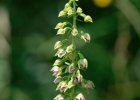 Epipactis muelleri