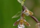 Epipactis palustris