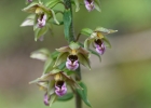 Epipactis tremolsii