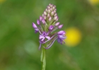 Gymnadenia conopsea