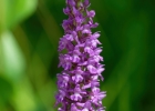 Gymnadenia densiflora