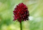 Gymnadenia gabasiana