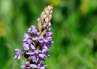 Gymnadenia pyrenaica