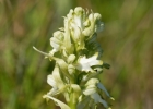 Himantoglossum robertianum hypochrome