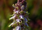 Himantoglossum robertianum labelle tricolore