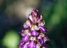 Himantoglossum robertianum
