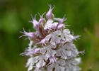 Neotinea conica