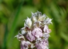 Neotinea lactea