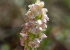 Neotinea maculata