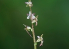Neottia cordata