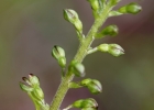 Neottia ovata