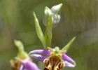 hybrides et lusus