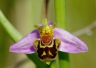 Ophrys apifera