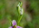 Ophrys apifera