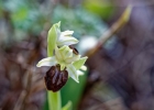 hybrides et lusus