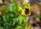 Ophrys aranifera