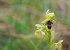 Ophrys aymoninii